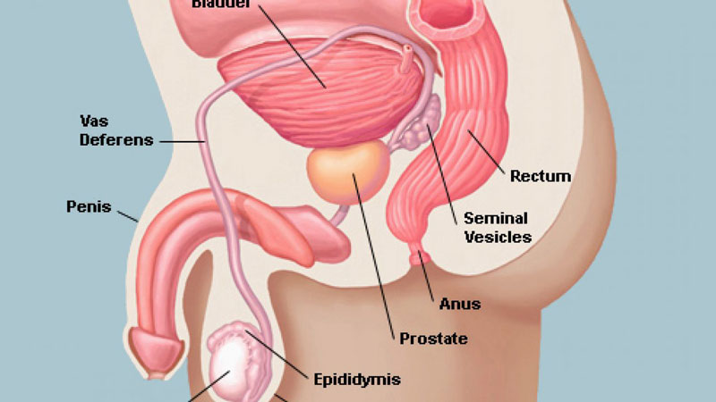 Giải phẫu cơ quan sinh dục nam