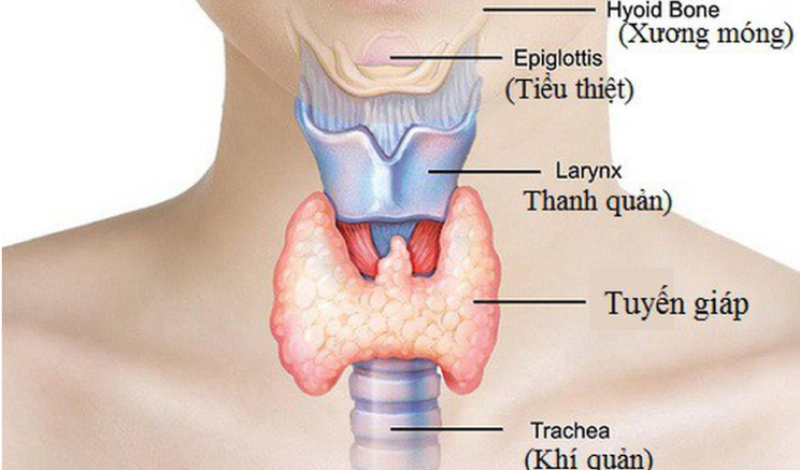 Hình 1: tuyến giáp