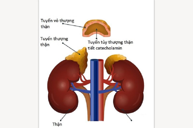 Hình 1: Tuyến thượng thận