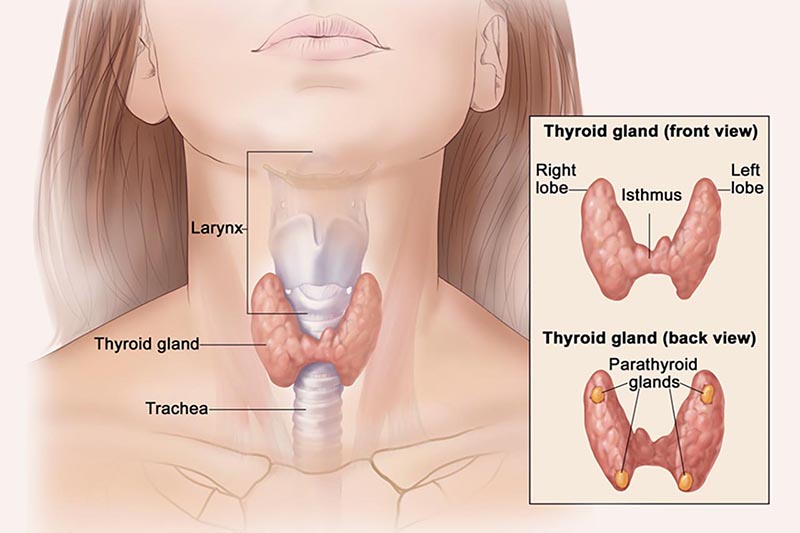 U tuyến giáp lành tính thuộc loại phình to giáp nhân