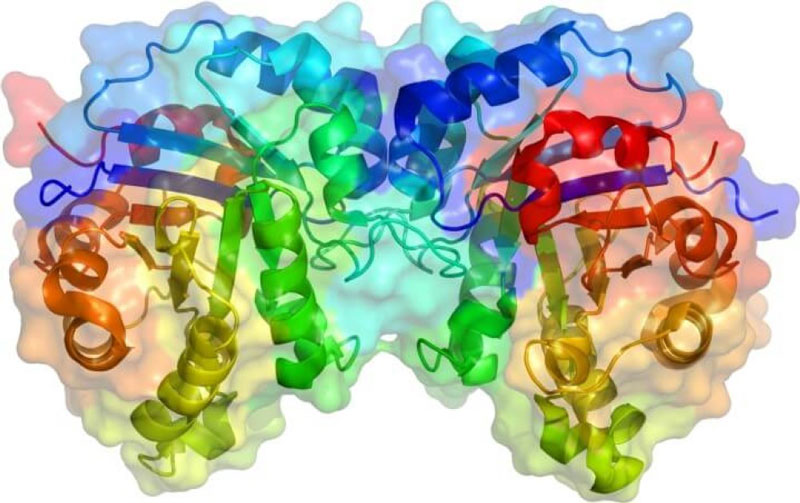 Enzyme tiêu hóa đóng vai trò như một chất xúc tác trong cơ thể