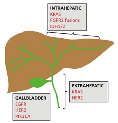 Các thay đổi phân tử chính trong các ung thư biểu mô đường mật trong gan