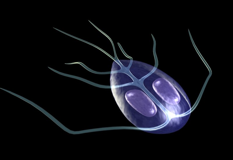 Nhiễm Giardia là bệnh do ký sinh trùng ký sinh chủ yếu ở niêm mạc đường tiêu hóa của cơ thể người.