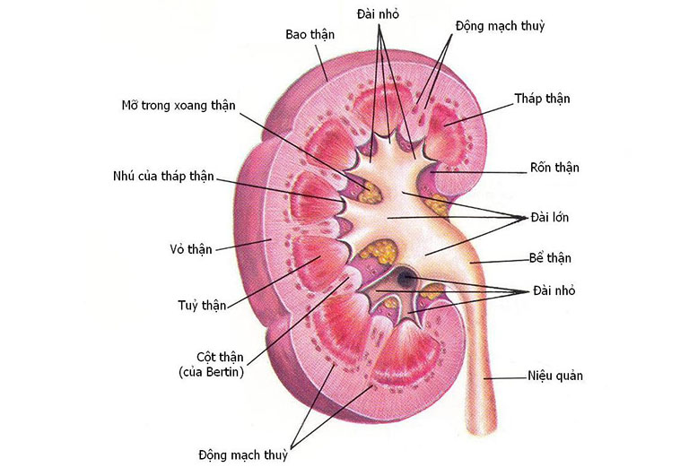 nhiệm vụ chính của thận là lọc máu và tạo nước tiểu