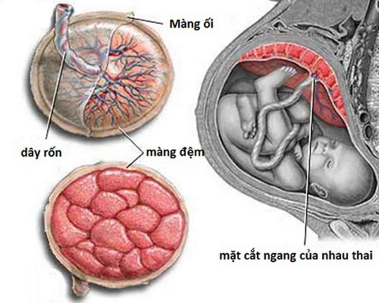 Bánh rau là phần phụ của thai, giữ chức năng trao đổi chất giữa mẹ và thai