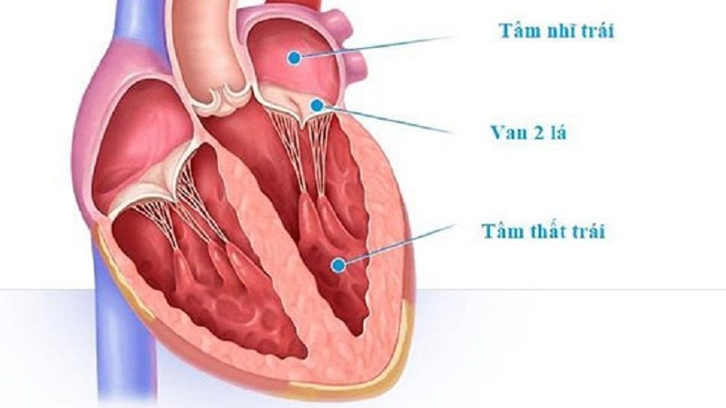 Van hai lá nối giữa nhĩ trái và thất trái.