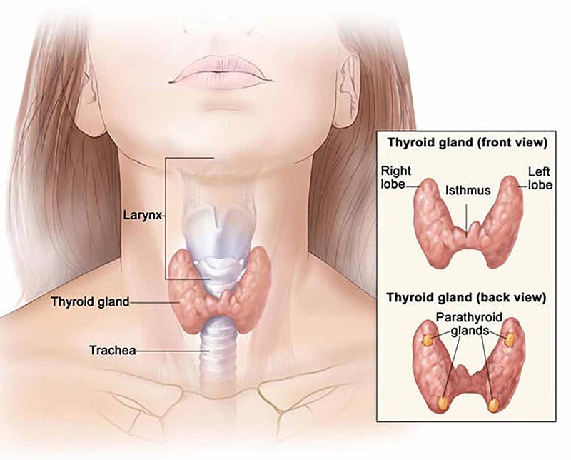 Suy giáp dễ khiến da trở nên mẫn cảm hơn và bị nổi cục ngứa ngáy