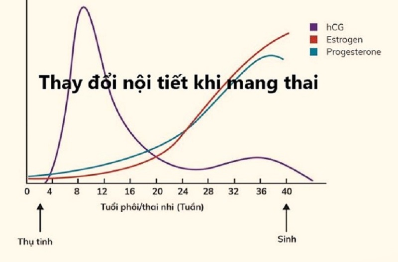 Sự thay đổi nội tiết tố nữ là lý do khiến cho mẹ bầu bị ngứa vùng kín