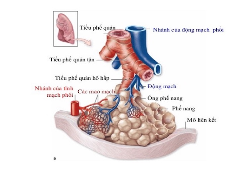 Mô phỏng cấu tạo các bộ phận cấu thành nên phổi