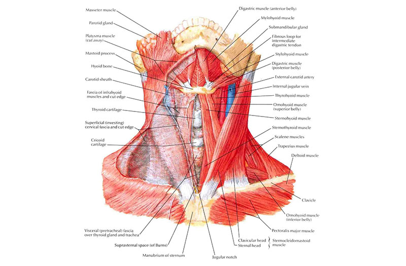 Kiến thức giải phẫu vùng cổ khá phức tạp và cần thời gian để hiểu