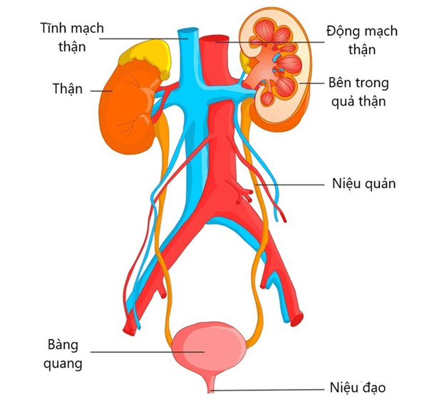 Chụp cắt lớp vi tính hệ tiết niệu