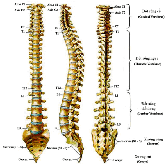 chụp x quang cột sống