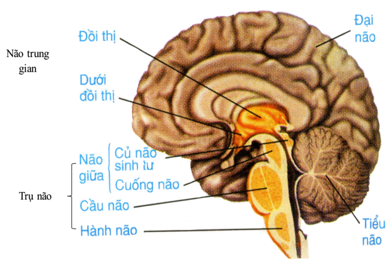 Vị trí của tiểu não