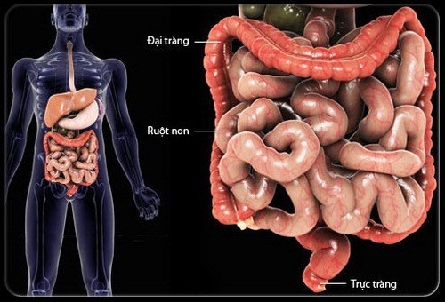 Siêu âm đại tràng giúp chẩn đoán được các bệnh ở bên trong đại tràng