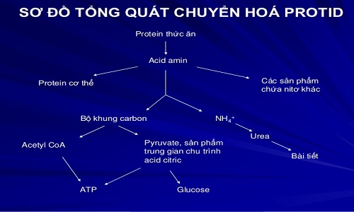 Sơ đồ chuyển hóa ure trong cơ thể