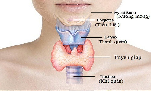 Hình ảnh minh họa hormon tuyến giáp