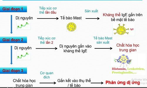 Sơ đồ phản ứng dị ứng