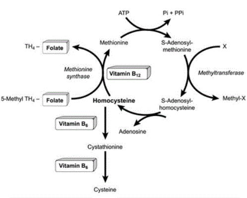 vitamin b12 đặc biệt quan trọng đối với sự phát triển của trẻ nhỏ