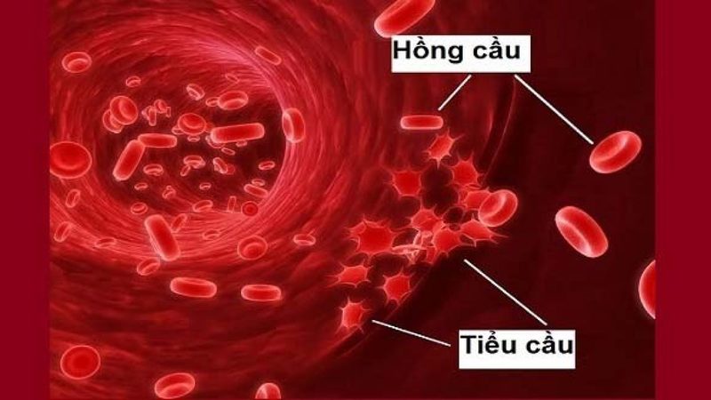 Hồng cầu, tiểu cầu chiếm số lượng lớn nhất trong máu