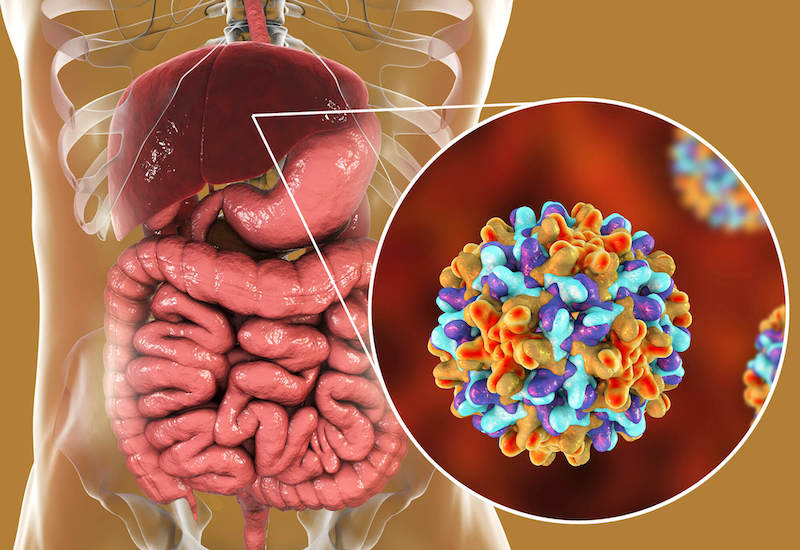 Virus HBV chính là thủ phạm gây bệnh viêm gan B