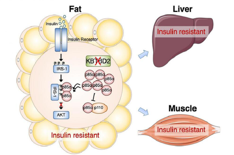 Kháng insulin và béo phì chính là hệ quả của nhau