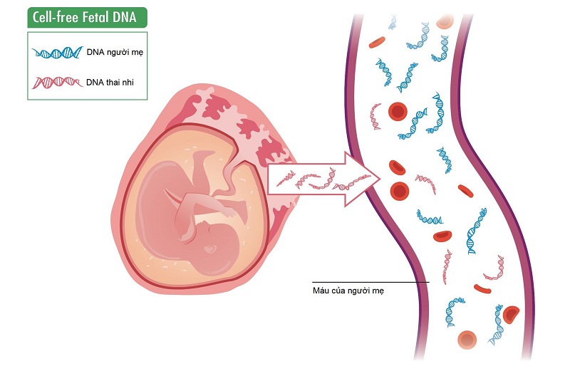 Xét nghiệm NIPT được thực hiện trên cơ sở phân tích cfDNA của thai nhi có trong máu của mẹ