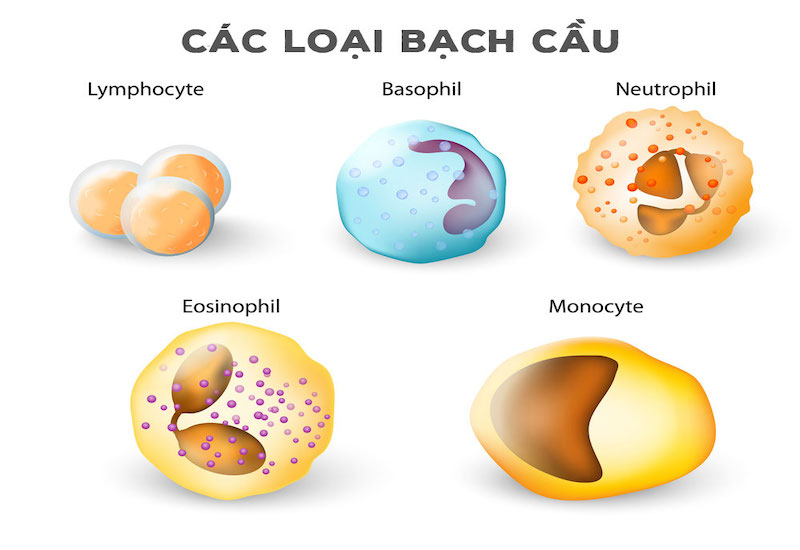 Bạch cầu Basophil - Neutrophil - Eosinophil là nhóm bạch cầu đa nhân, còn lại là bạch cầu đơn nhân