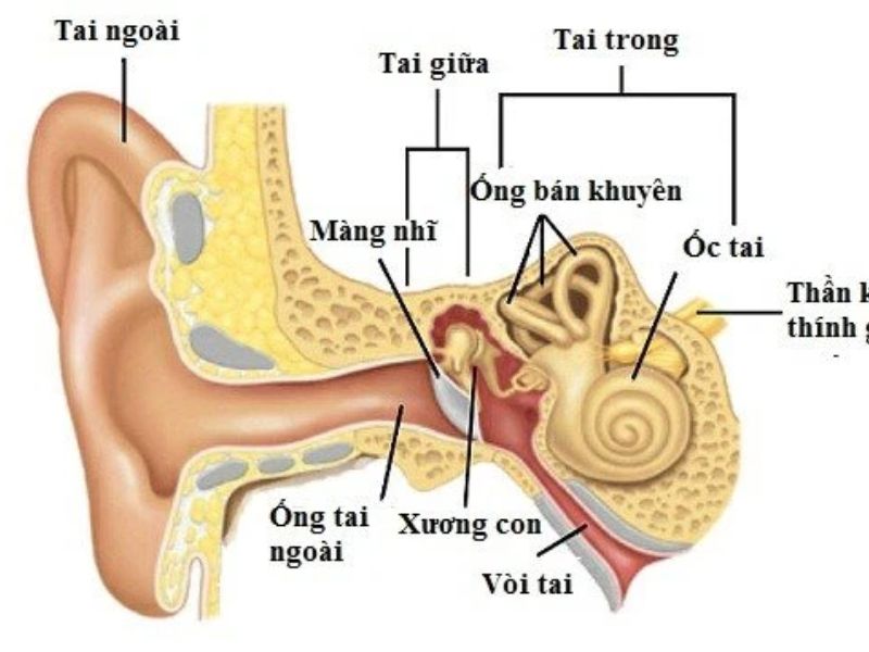 Vị trí của ốc tai trong cấu trúc tai