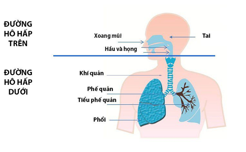 Sự xâm nhập của virus, vi khuẩn gây nhiễm trùng đường hô hấp là một trong các nguyên nhân gây sốt