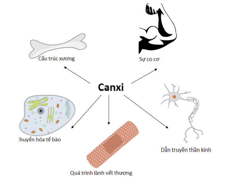 Một số vai trò của canxi đối với cơ thể