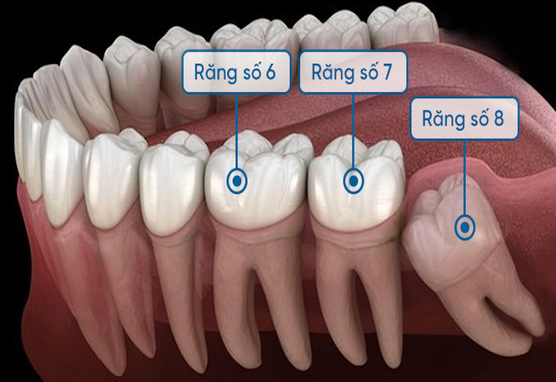 Vị trí răng số 7 hàm dưới