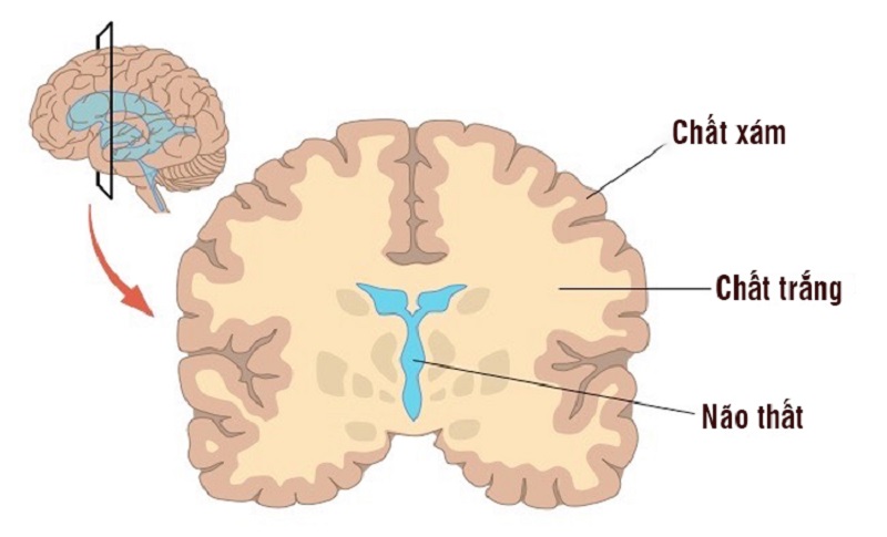 Hình ảnh giúp hình dung chất trắng trong não là gì