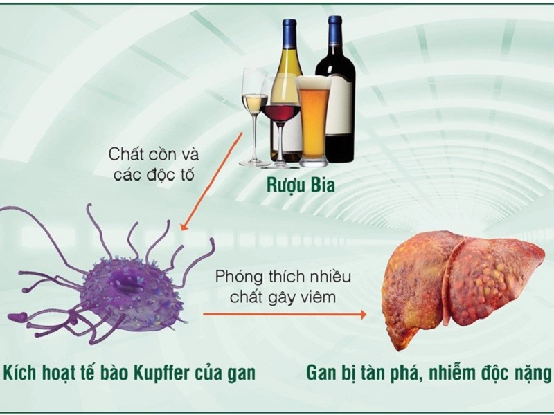 Uống rượu có thể tạo ra chất độc acetaldehyde gây tổn thương gan và bị đau đầu