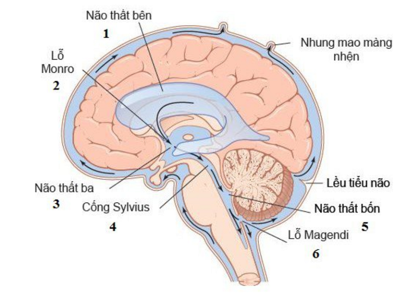 Hệ thống dịch não tủy bên trong bộ não