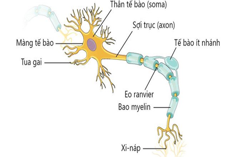 Các thành phần của tế bào thần kinh