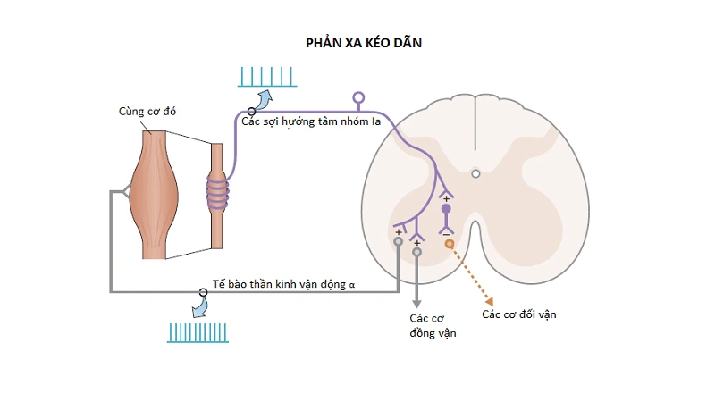 Mô tả hoạt động của tế bào thần kinh