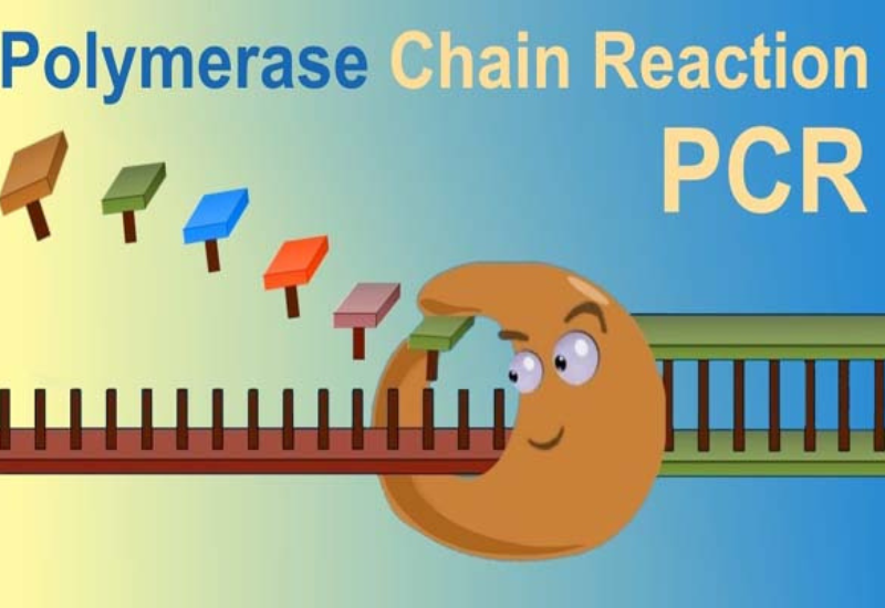 Phương pháp PCR có tính ứng dụng cao trong nhiều lĩnh vực