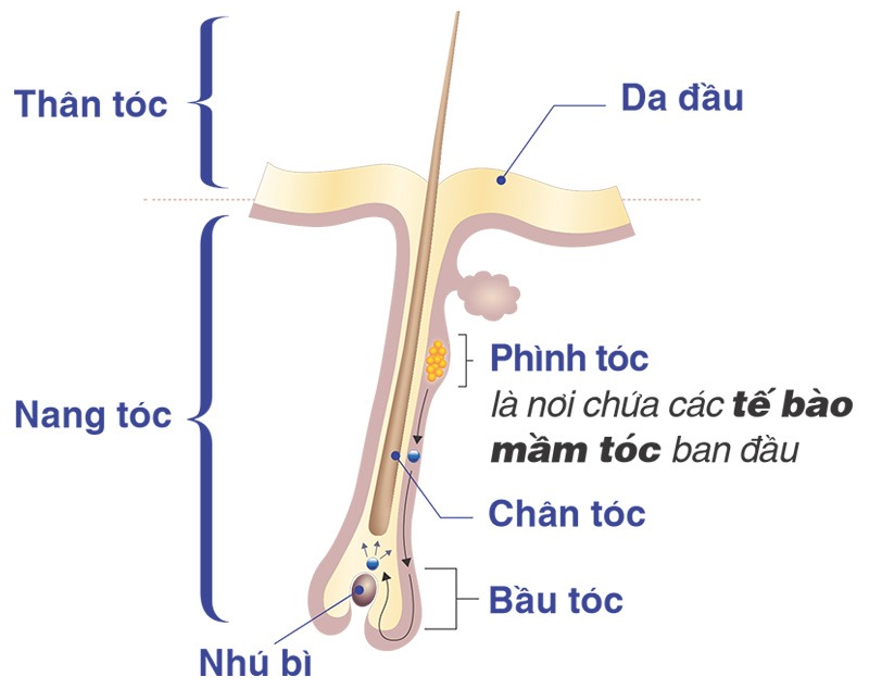 Cấu trúc sợi tóc gồm 2 phần chính là nang tóc và thân tóc