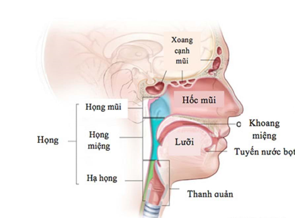 U hạ họng