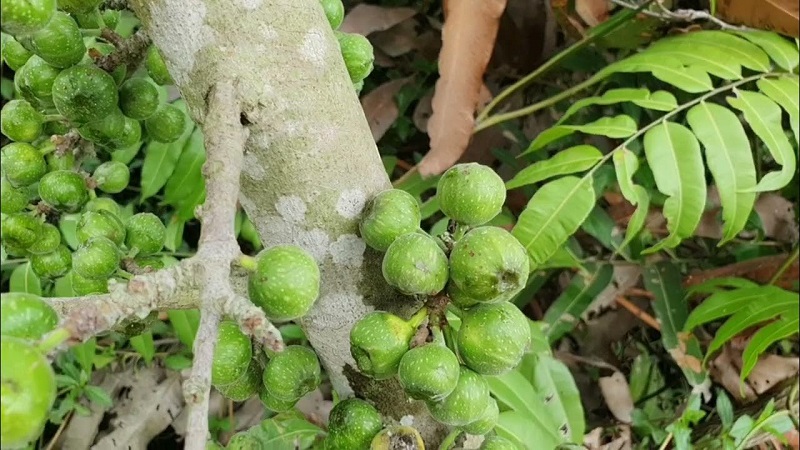 Thân và quả cây ngái