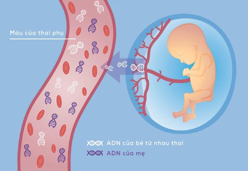 Xét nghiệm NIPT được thực hiện từ tuần thứ 9