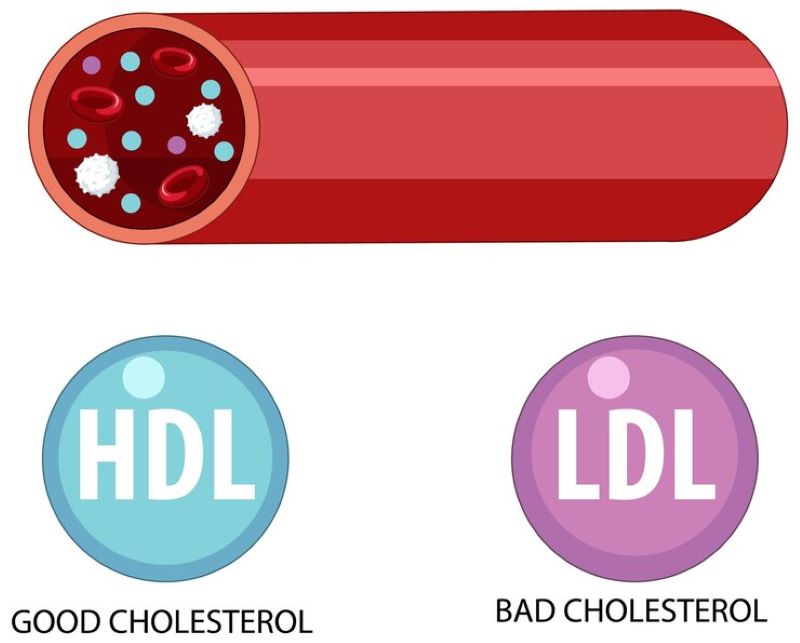 Cholesterol trong máu gồm LDL-C và HDL-C