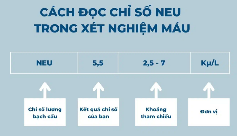 Hướng dẫn cách đọc chỉ số NEU trong xét nghiệm máu